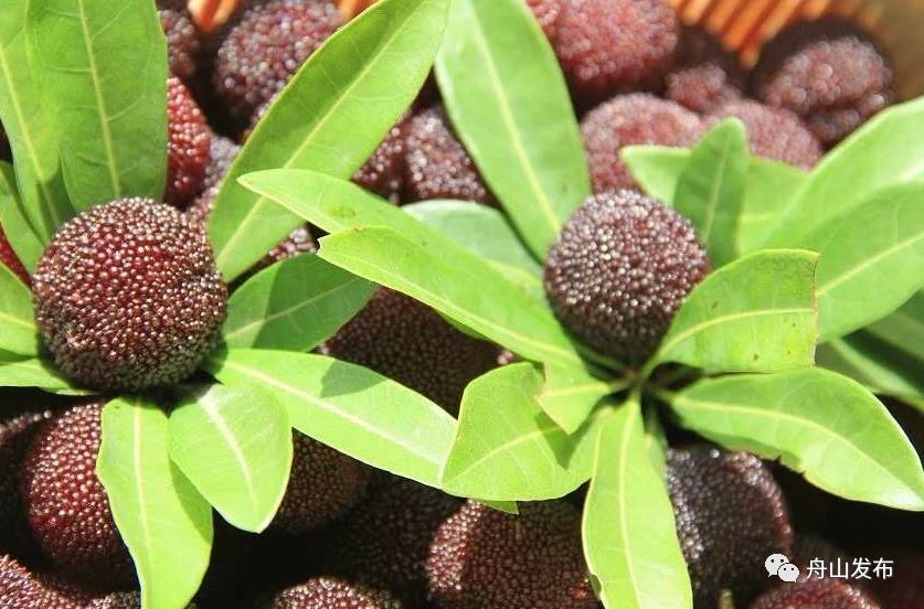 谁将入选？舟山十大特色农产品评选，投票有福利！