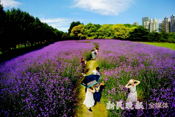 六月上旬看什么花？上海植物园内这些夏花开得正艳