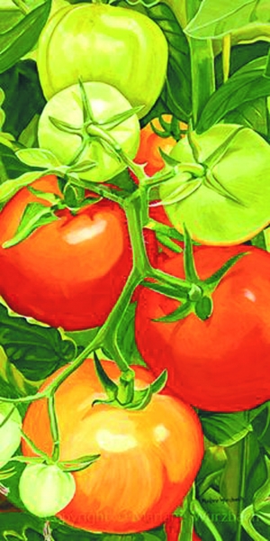 西红柿:来自南美的红色诱惑