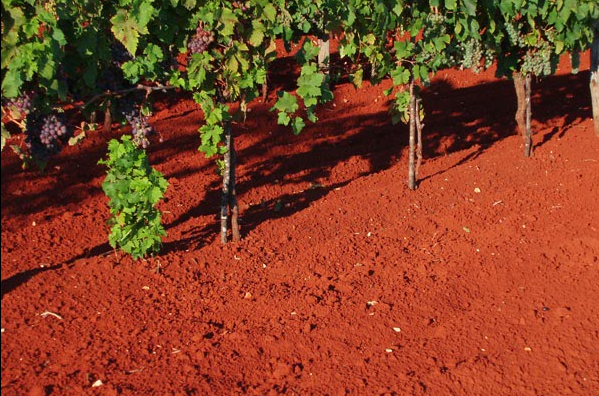 一篇微信带你解读澳大利亚最牛掰的南澳产区