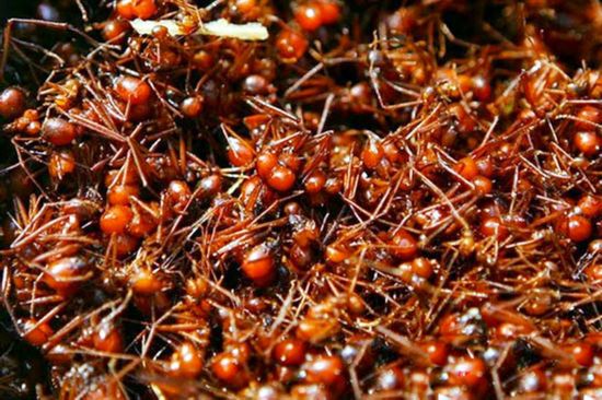 肯尼亚男孩割礼:不用麻药割男孩阴茎包皮