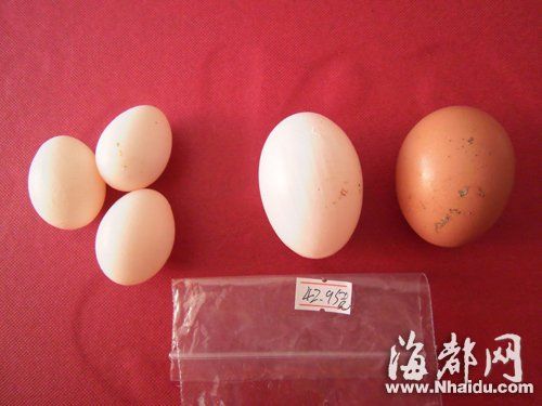 左边三个为正常大小的鸽子蛋，右边一个为鸡蛋，右二为特别大的鸽子蛋