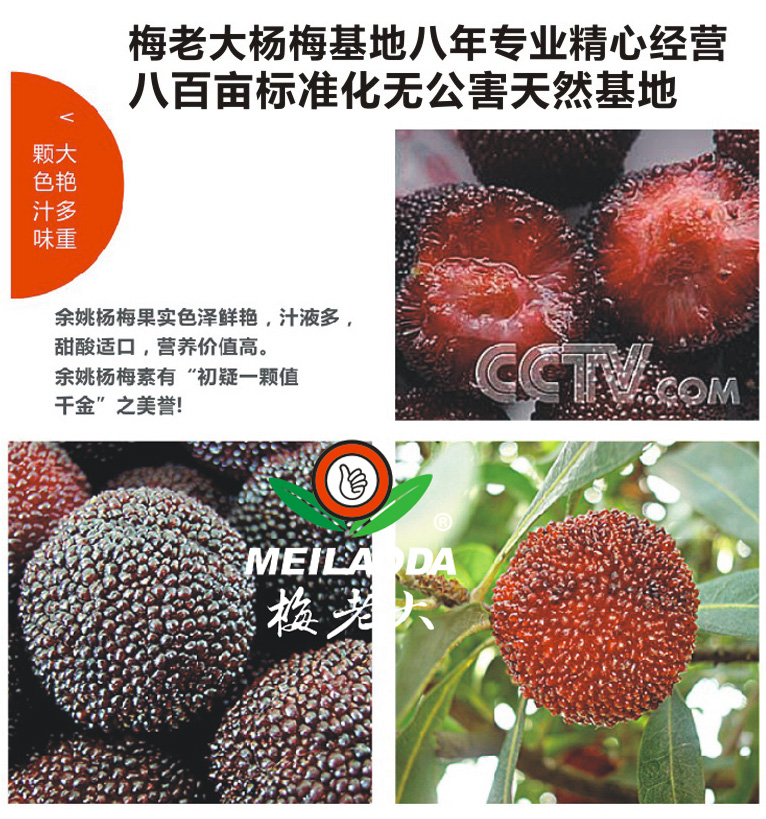 仙居水晶杨梅鲜果报价