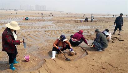 鲜就一个字!灵山湾落大潮 花皮蛤蜊一挖一个准