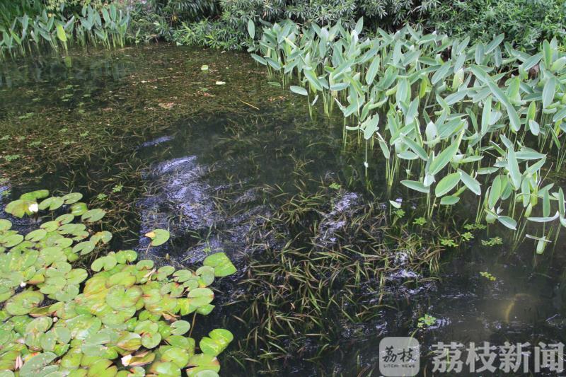 “五一”去哪儿? 玄武湖600余盆精品月季等你来赏！