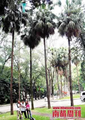 谭敏(右一)和研究团队成员在华南理工大学校园里捕捉犬蝠。(受访者供图)