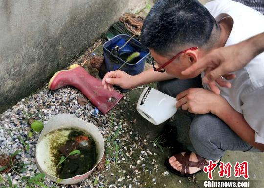 “捕蚊人”肉眼可辨别种类 三种蚊子可传播疾病