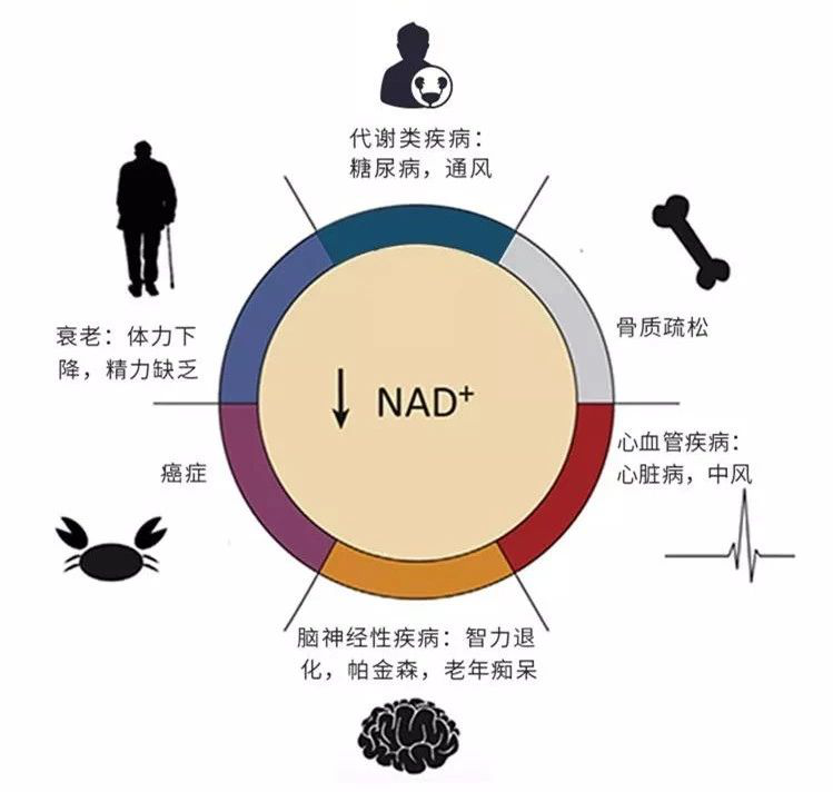 NMN中国：关于抗衰老物质NMN你要知道的那些事