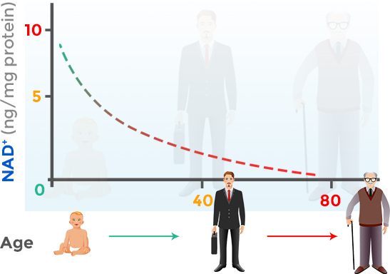 NMN中国:关于抗衰老物质NMN你要知道的那些事
