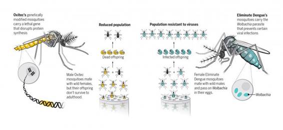 数十亿转基因蚊子被放飞以对抗病毒，结果如何拭目以待！