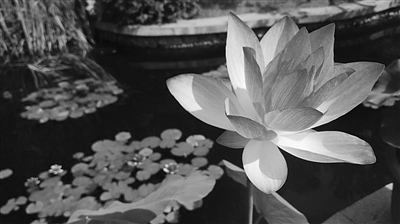 玄武湖开启“赏荷模式”