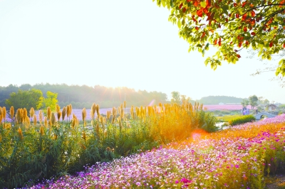 循着春的花香 走进夏的荫萌