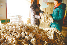 乡味之"六瓣红"：皮红瓣白 "蒜"你美
津菜馆里，大蒜是不可缺少的佐料。无论切成凤眼片，与葱姜丝一起炝勺，还是熬鱼去腥，最为理想的是“六瓣红”大蒜。可因产量有限，即使在原产地天津宝坻，“六瓣红”也很难轻易买到。据测定，宝坻大蒜营养价值高、药用价值好。【详细】
天津频道|独家关注|高层动态
|民生舆情