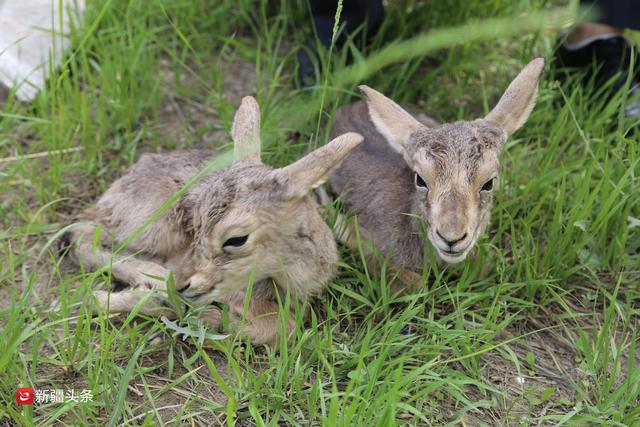 大风天戈壁滩出生了两只鹅喉羚,真萌!