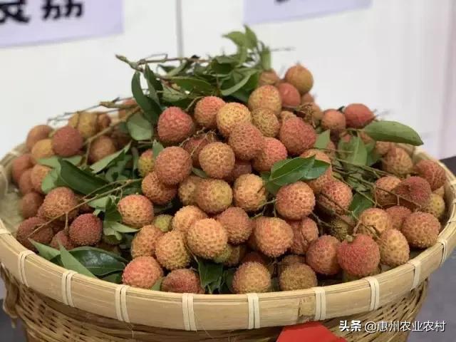 我市组织企业参加2019广东·东盟农产品交易博览会