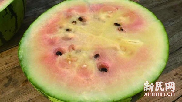 图说:依靠市场推动的成功转化,“双色冰淇淋”算是第一遭。