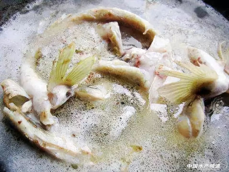 黄渤海沿岸城市特色海鲜图鉴!你最爱吃哪一款? 中国水产频道