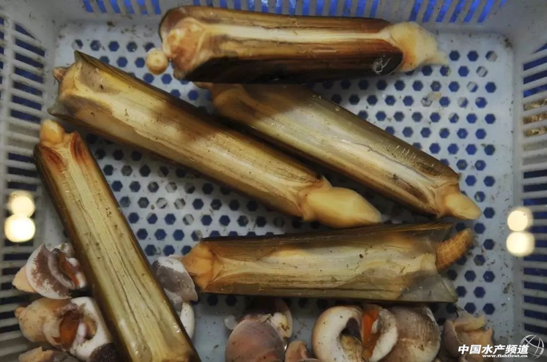 黄渤海沿岸城市特色海鲜图鉴!你最爱吃哪一款? 中国水产频道