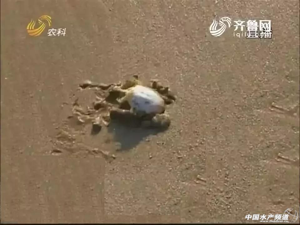 黄渤海沿岸城市特色海鲜图鉴!你最爱吃哪一款? 中国水产频道