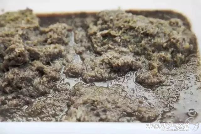 黄渤海沿岸城市特色海鲜图鉴!你最爱吃哪一款? 中国水产频道