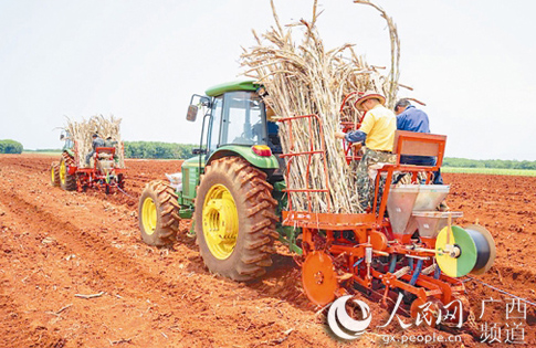 广西:种好一根蔗 甜蜜千万家