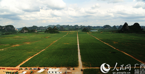 广西:种好一根蔗 甜蜜千万家