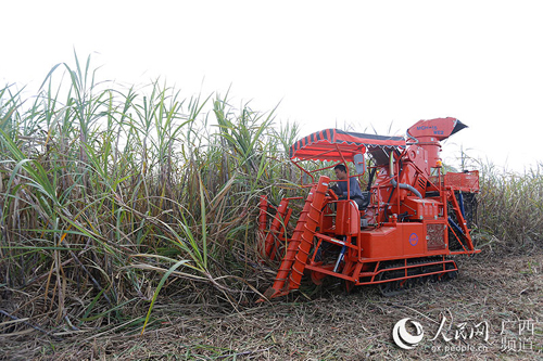 广西:种好一根蔗 甜蜜千万家