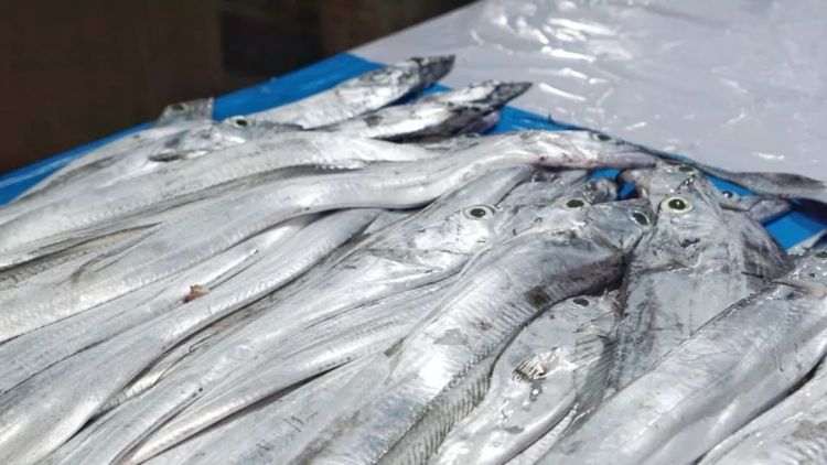 实拍青岛开春第一鲜开凌梭 错过再等一年(图)