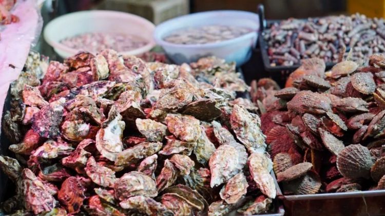 实拍青岛开春第一鲜开凌梭 错过再等一年(图)