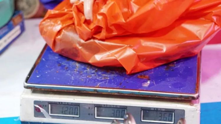 实拍青岛开春第一鲜开凌梭 错过再等一年(图)