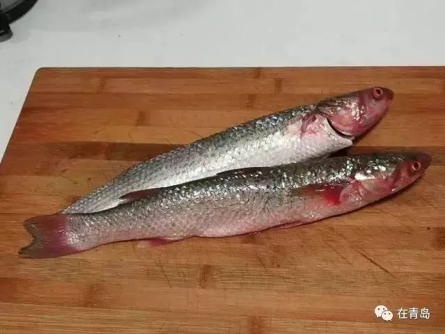 实拍青岛开春第一鲜开凌梭 错过再等一年(图)