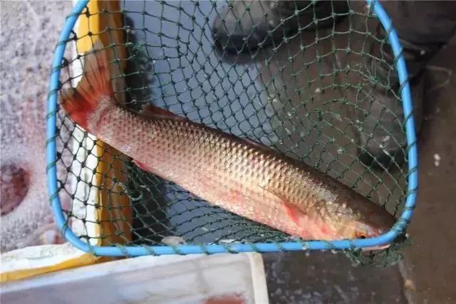 实拍青岛开春第一鲜开凌梭 错过再等一年(图)