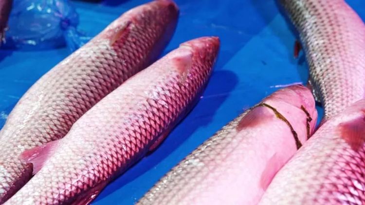 实拍青岛开春第一鲜开凌梭 错过再等一年(图)