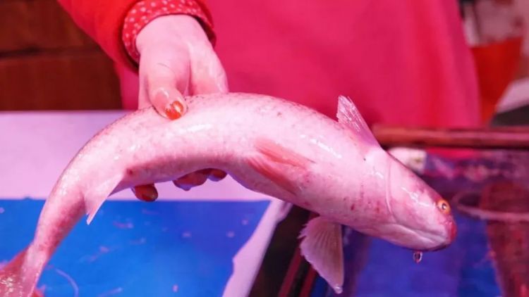 实拍青岛开春第一鲜开凌梭 错过再等一年(图)