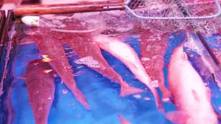 实拍青岛开春第一鲜开凌梭 错过再等一年(图)