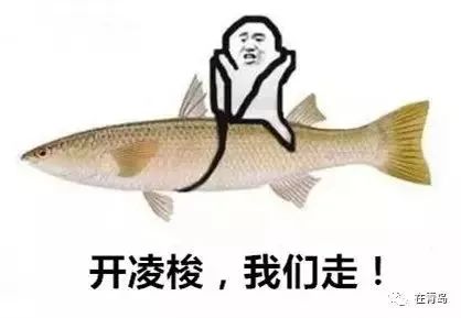 实拍青岛开春第一鲜开凌梭 错过再等一年(图)