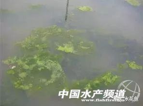 鱼儿有时无明确原因死亡---三毛金藻可引起低温时节鱼类的大量死亡