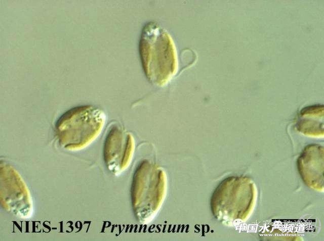 鱼儿有时无明确原因死亡---三毛金藻可引起低温时节鱼类的大量死亡