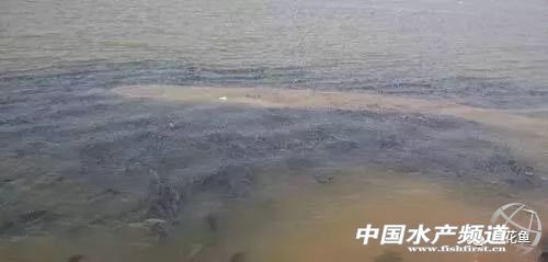 鱼儿有时无明确原因死亡---三毛金藻可引起低温时节鱼类的大量死亡