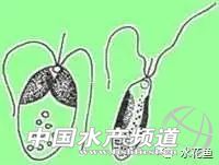 鱼儿有时无明确原因死亡---三毛金藻可引起低温时节鱼类的大量死亡