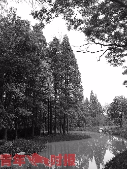 园区的水杉林。