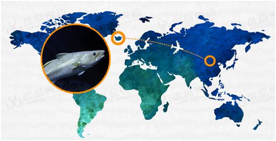 明日团|保健医都推荐孩子吃的鳕鱼,这里能买到真的!冰瑞思野生去