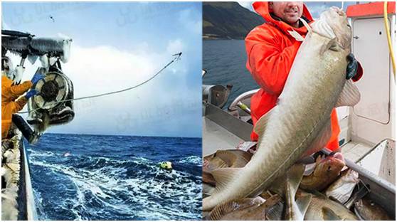 明日团|保健医都推荐孩子吃的鳕鱼,这里能买到真的!冰瑞思野生去