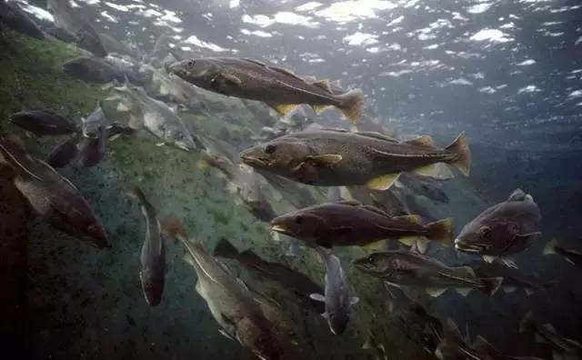 明日团|保健医都推荐孩子吃的鳕鱼,这里能买到真的!冰瑞思野生去