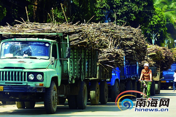 海南制糖业连年亏损探究：生产方式与观念落后