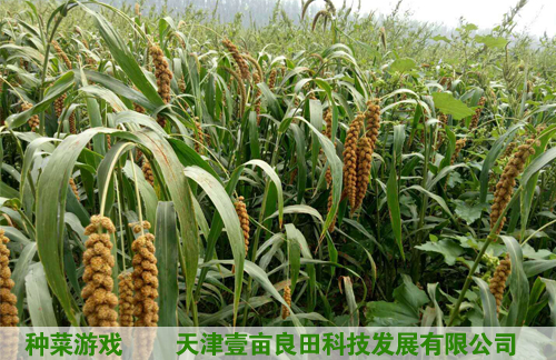 手机新鲜果蔬网购大全