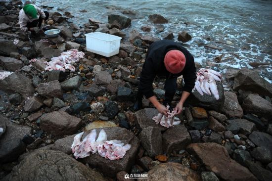 组图:崂山迎海兔子渔汛晒干美味绝伦