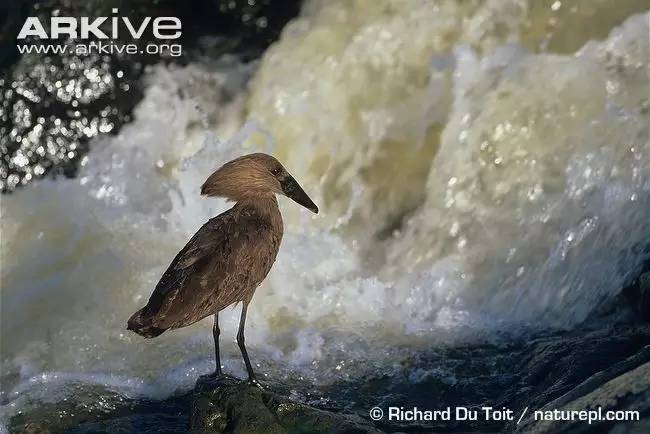 “咦,你都不赞一下果壳吗?