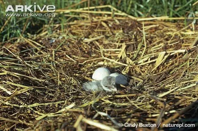 “咦,你都不赞一下果壳吗?