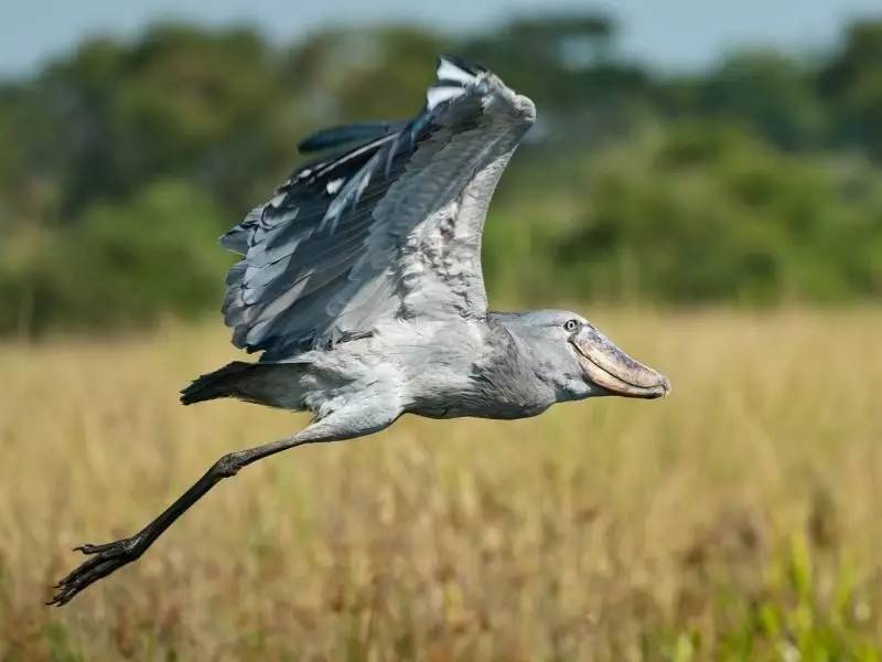 “咦,你都不赞一下果壳吗?